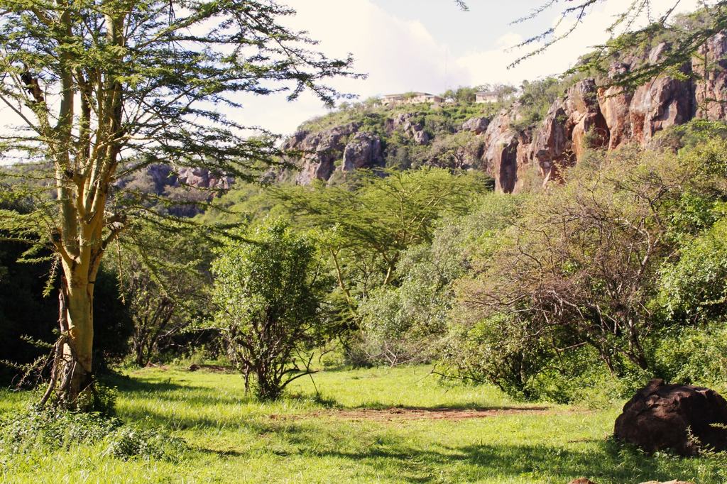 Acacia trees and red cliffs above a green clearing