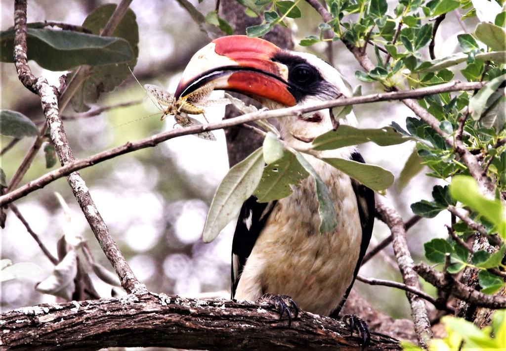 Close view of a bird with a large red bill among leaves
