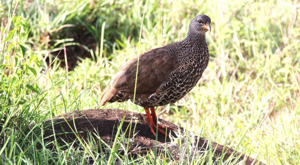 A brown bird perched on a mound in the grass