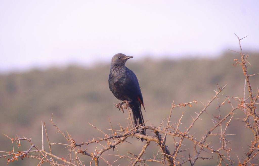 A dark bird perched on a thorny branch