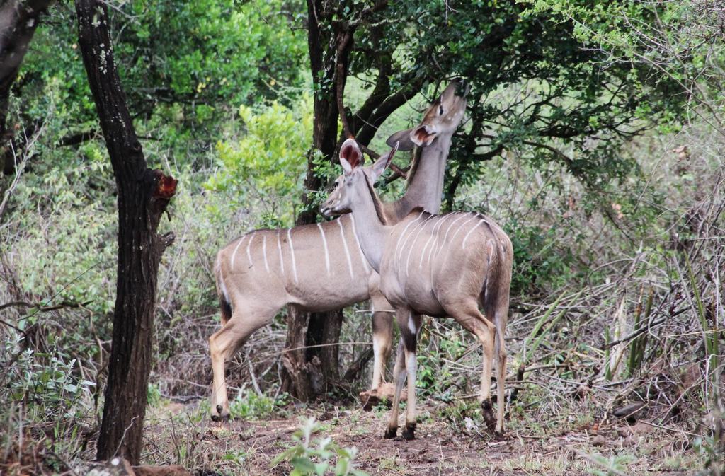 Two kudu browsing among trees