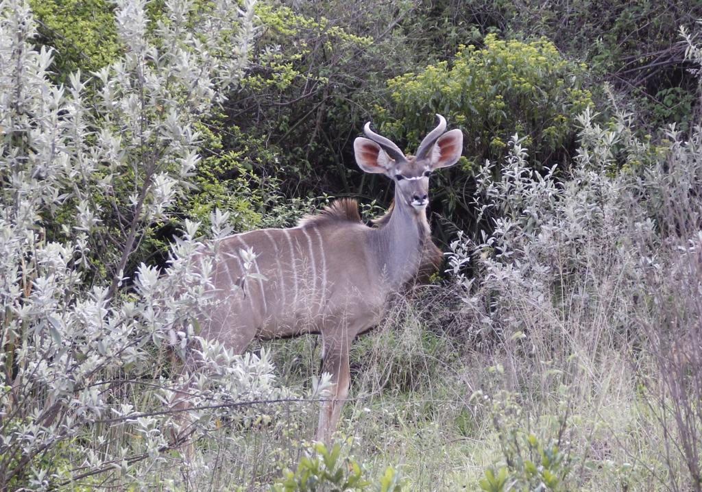 A kudu with spiral horns standing in silver-leaved scrub