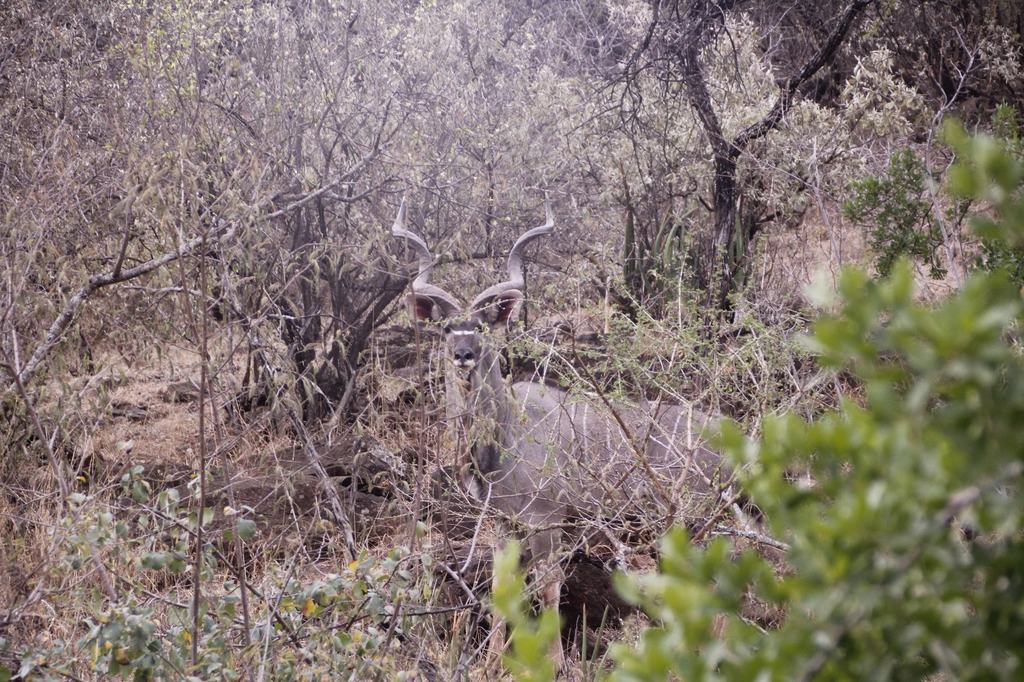 A kudu partly hidden in dry bush