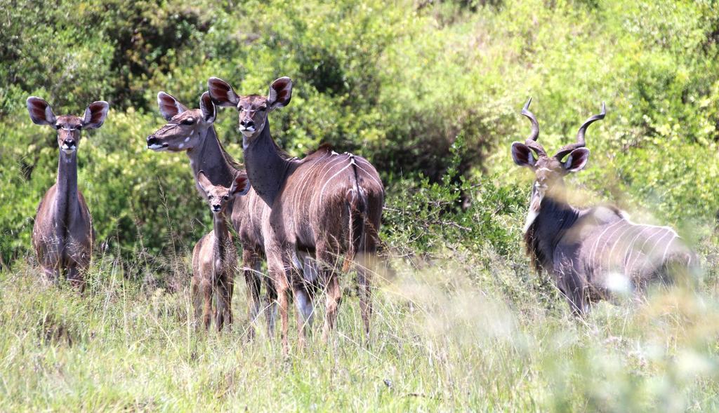A group of kudu standing in grass