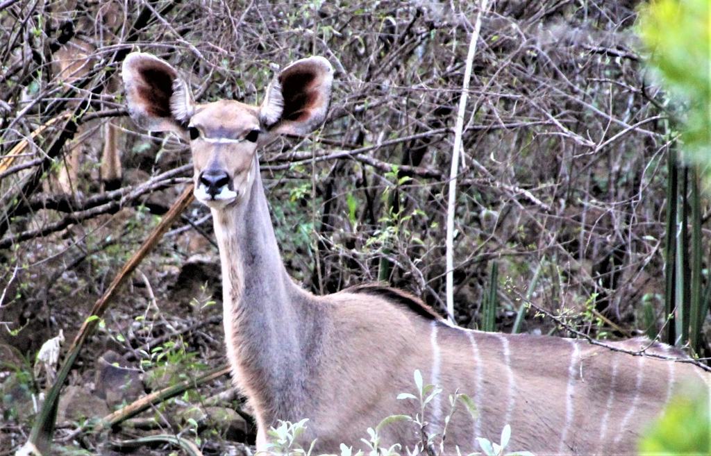 A female kudu looking towards the camera, standing among bare branches