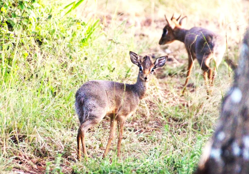 Two small antelope standing in grass
