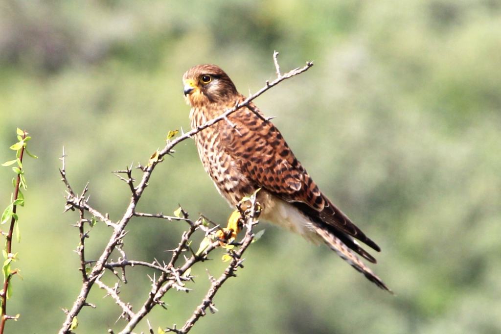 A brown speckled bird perched on a thorny branch