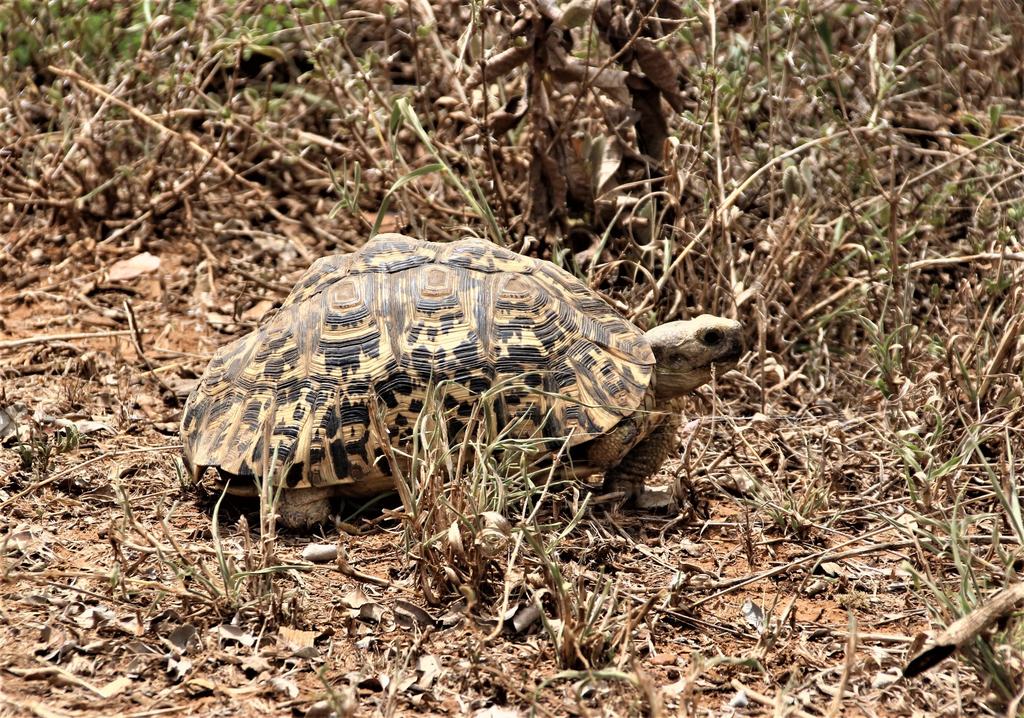 A tortoise on dry leaf litter