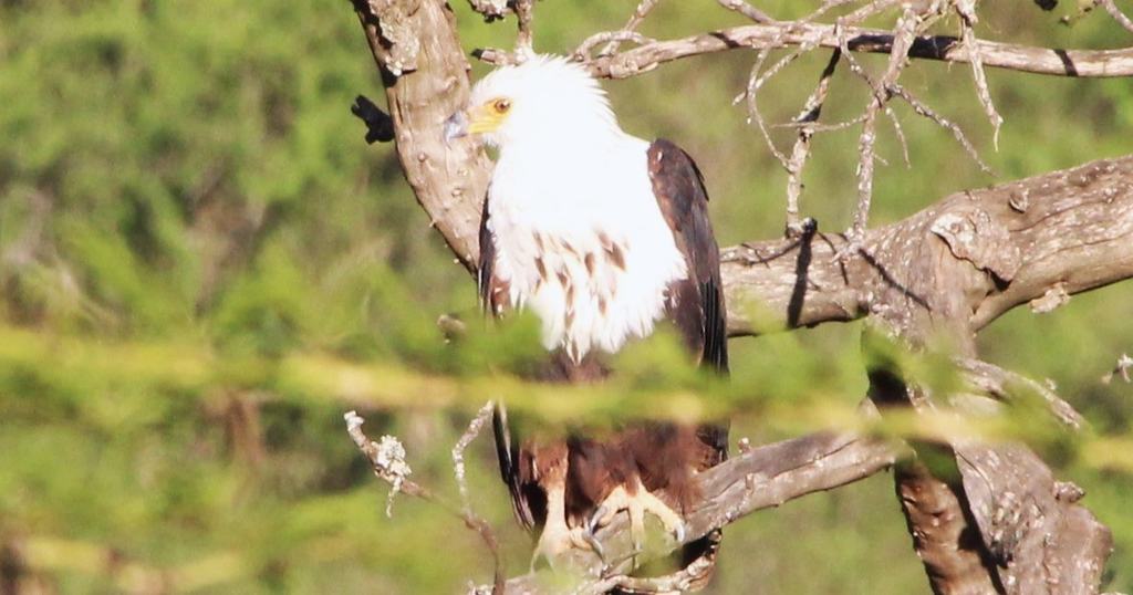 A large bird with a white head perched on a branch