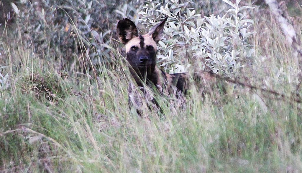 An African wild dog looking out from long grass and silver-leaved scrub
