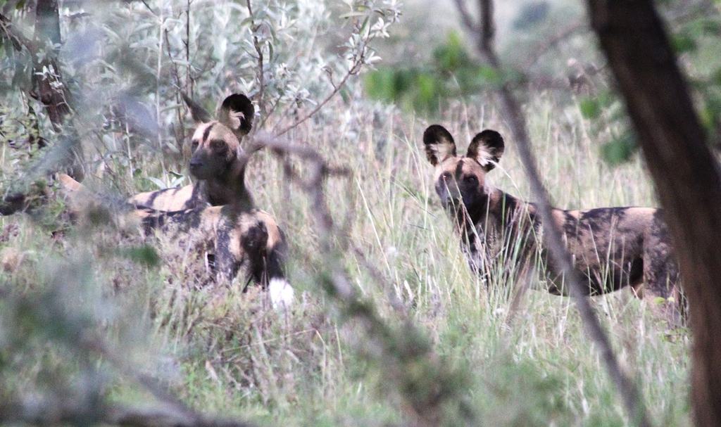 Two African wild dogs, one resting and one looking towards the camera, in long grass