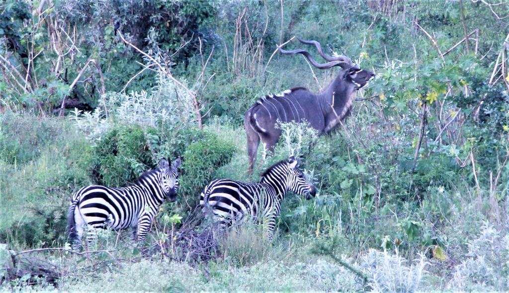 Zebras in the foreground with a kudu behind them