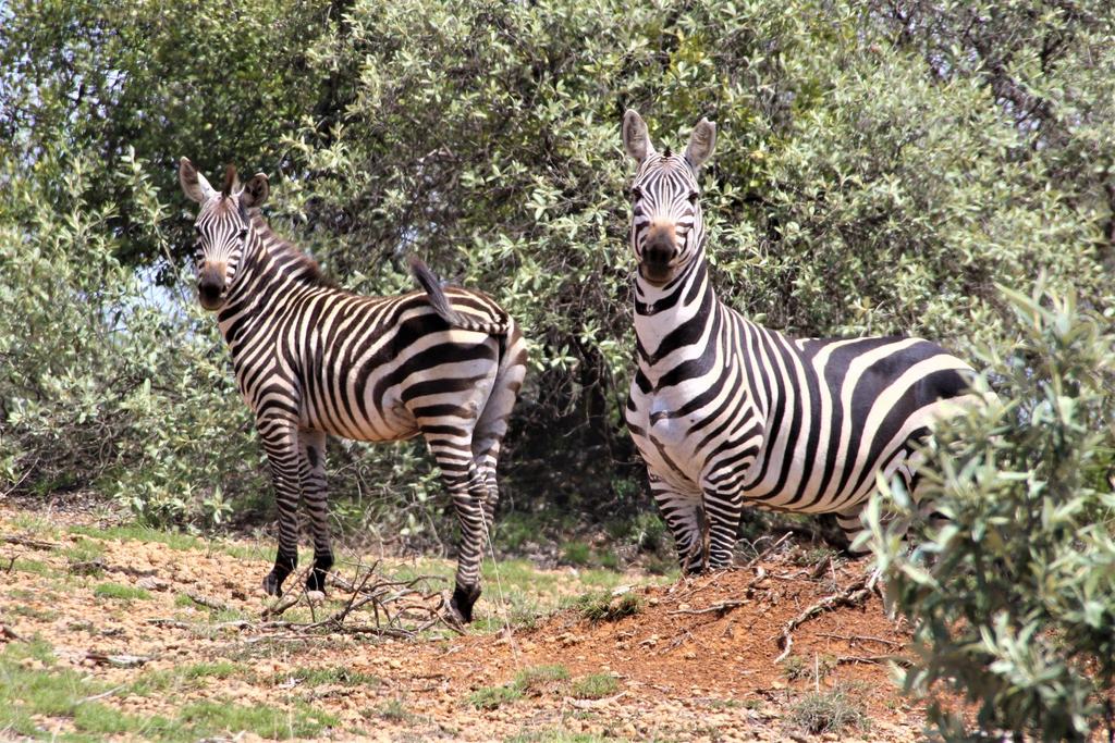 Two zebras standing among bushes on red soil